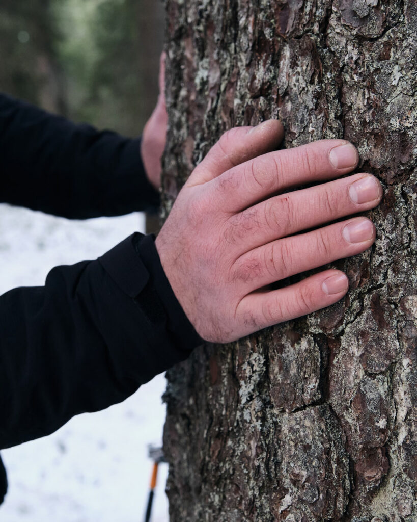 Close-up of Thom Orgler’s hands on a spruce trunk, assessing bark and grain during winter tonewood selection in the Dolomites.