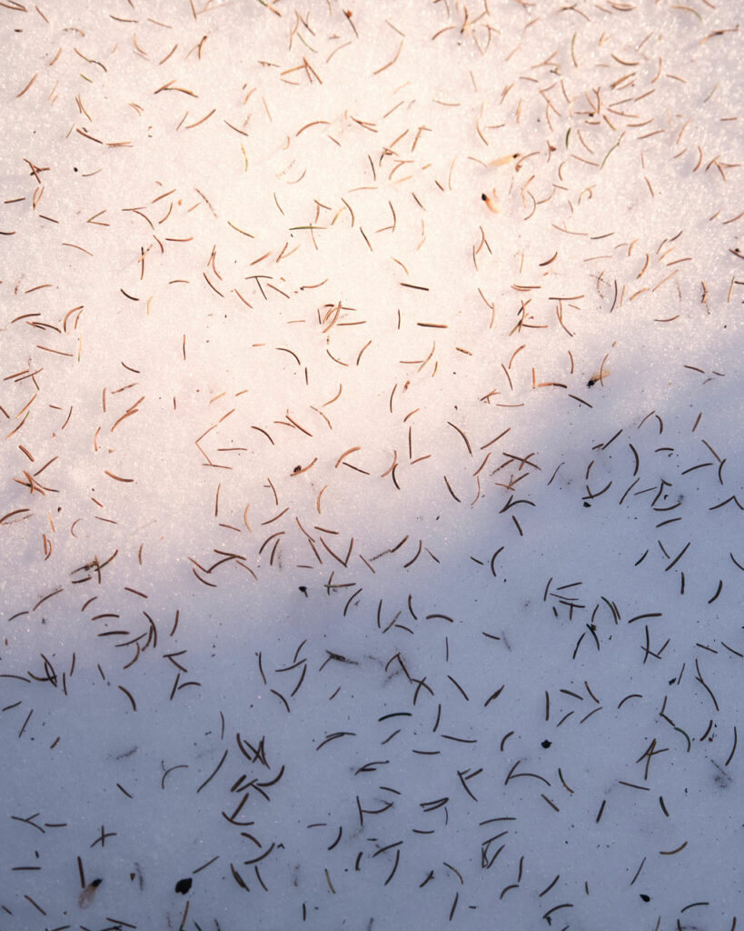 Spruce needles scattered on winter snow in a Dolomite forest—textural detail from tonewood selection for Thom Orgler Guitars.