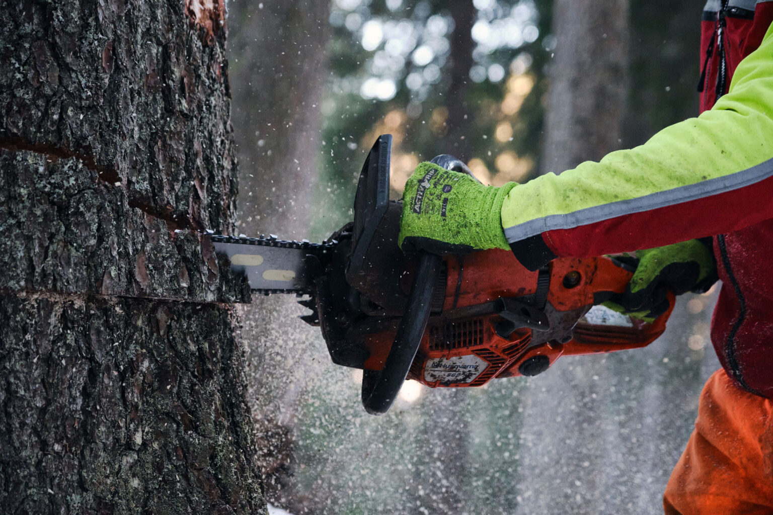 Forester making the first cut with a chainsaw on a spruce trunk—controlled winter harvest for tonewood, sawdust flying in a South Tyrol forest.