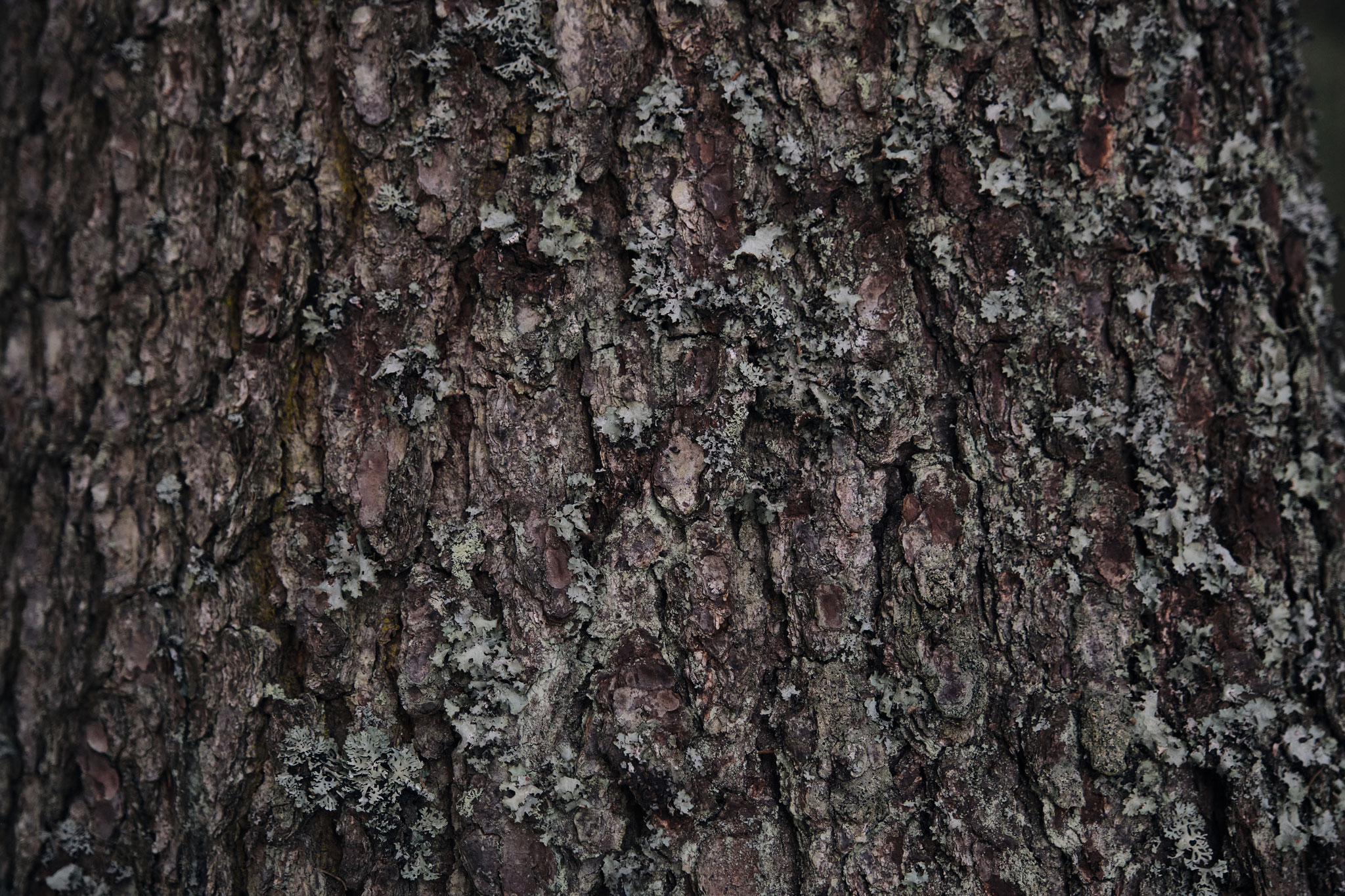 Close-up of spruce bark with pale lichen in a Dolomite forest—textural detail from tonewood scouting for Thom Orgler Guitars.