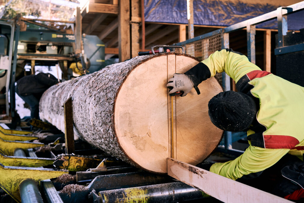 Worker at a sawmill measuring and aligning a frost-covered spruce log on the conveyor to cut quarter-sawn tonewood for guitars.