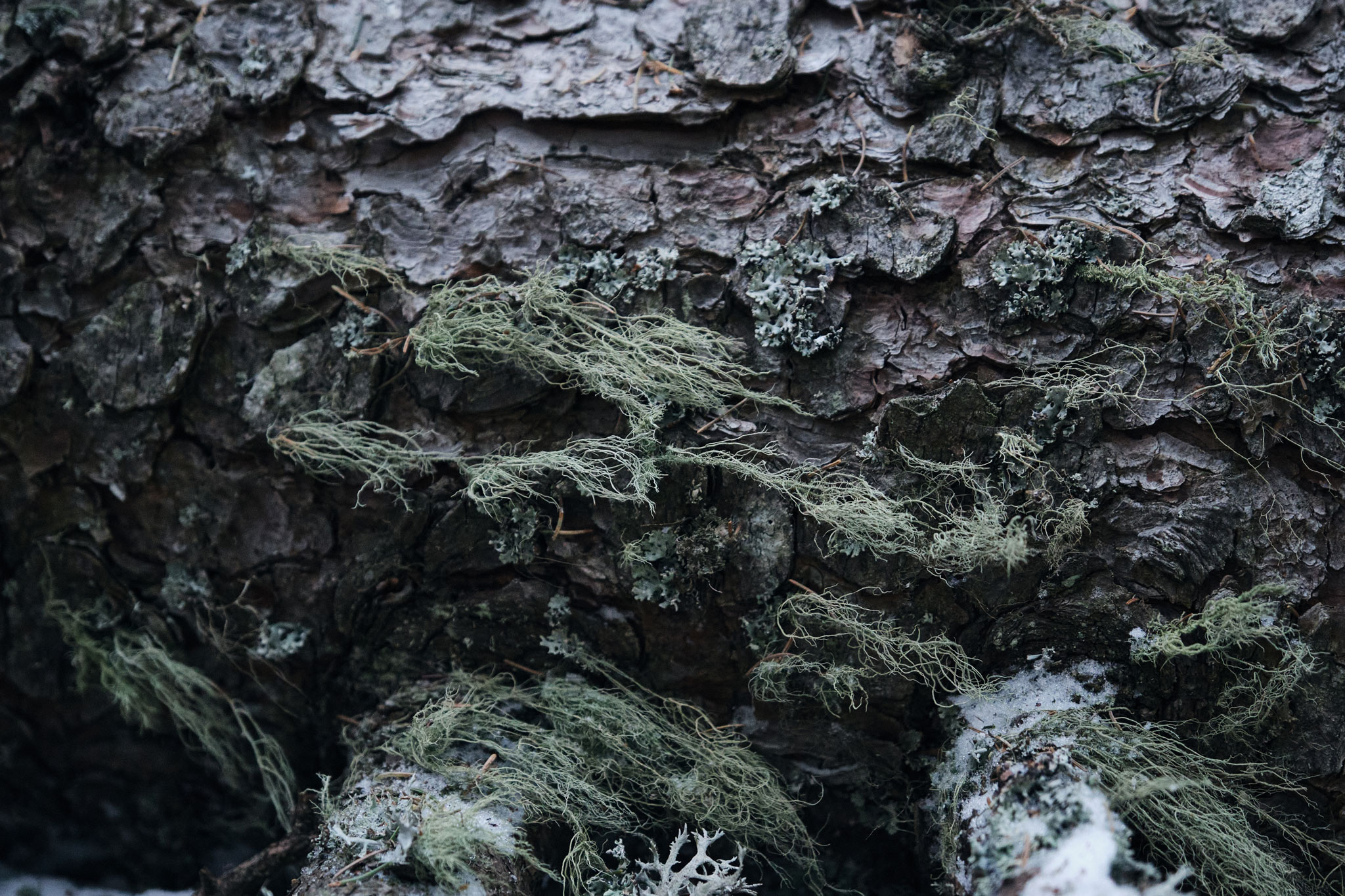 Close-up of spruce bark with lichen and winter frost in a Dolomite forest—detail from tonewood selection for Thom Orgler Guitars.